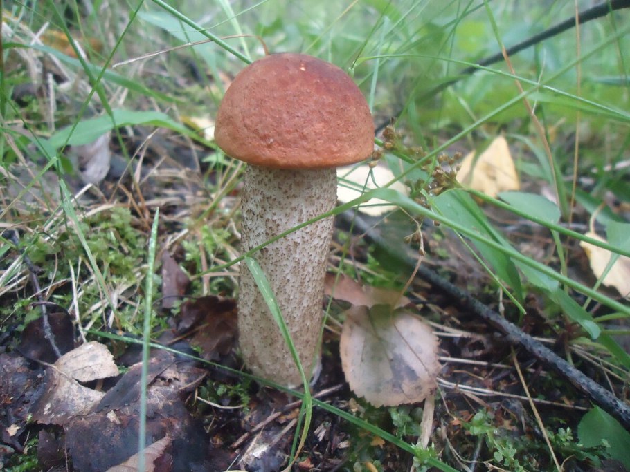 Подосиновик с толстой ножкой