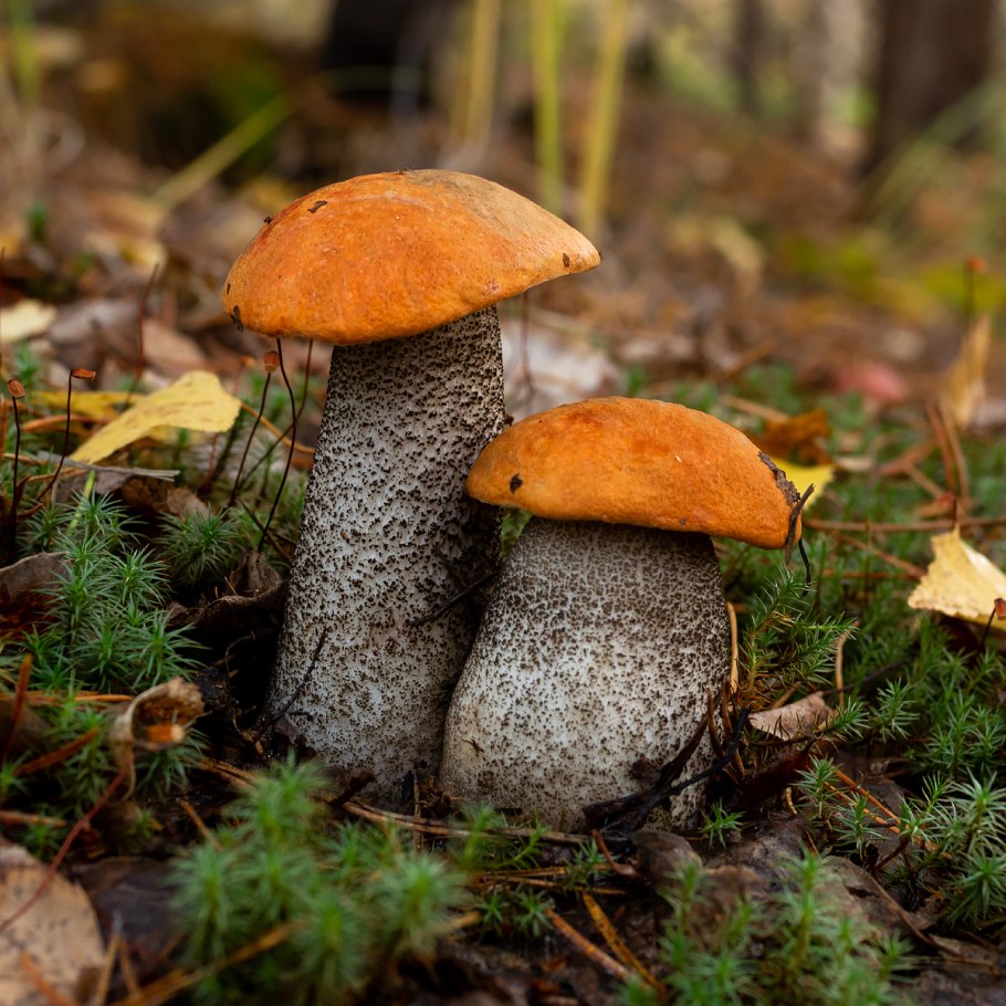 Подосиновик жёлто-бурый