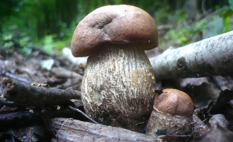 Подосиновик белоножковый