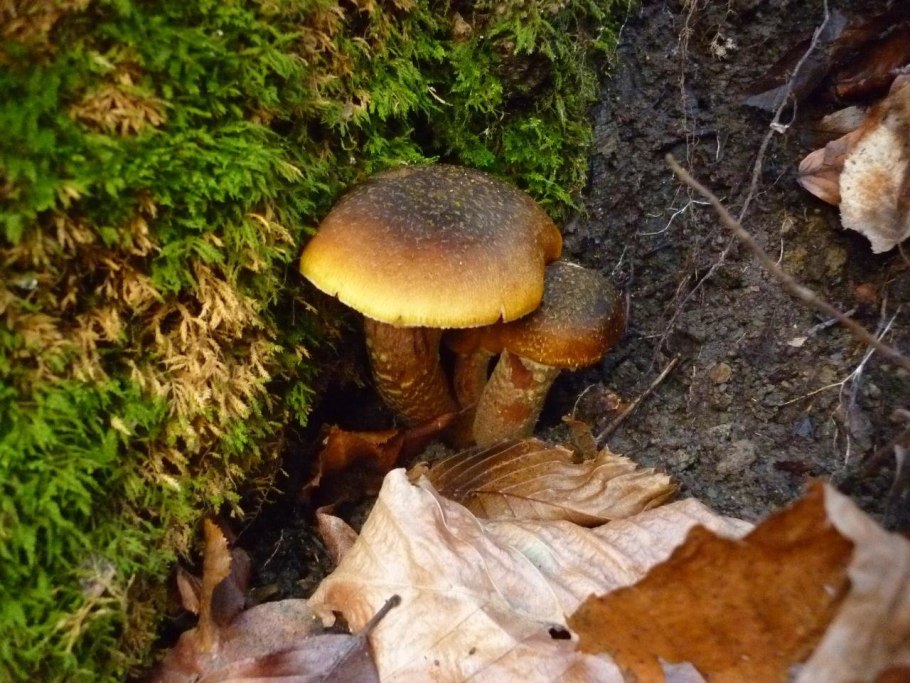 3. Armillaria mellea – опенок осенний