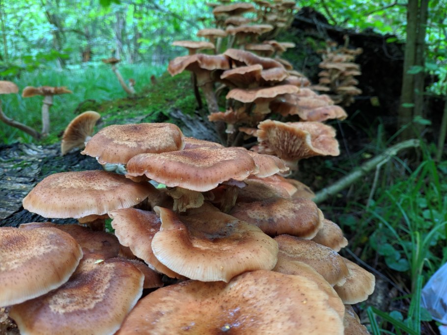 Опенок осенний (Armillaria mellea; Armillaria Borealis