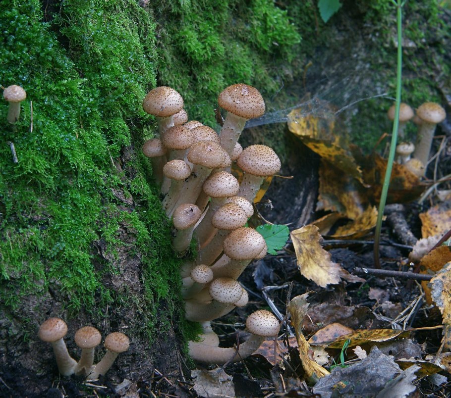 Опенок осенний (Armillaria mellea; Armillaria Borealis