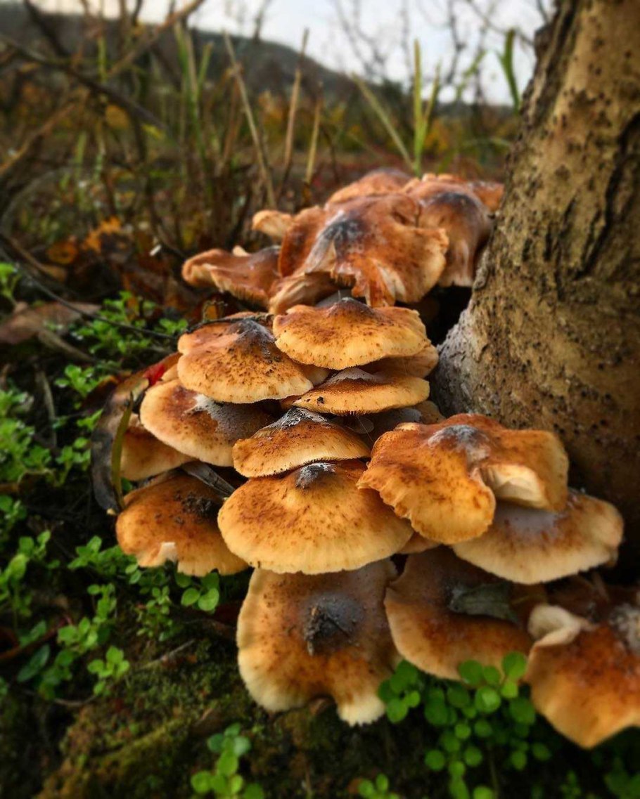 Опёнок осенний (Armillaria mellea)