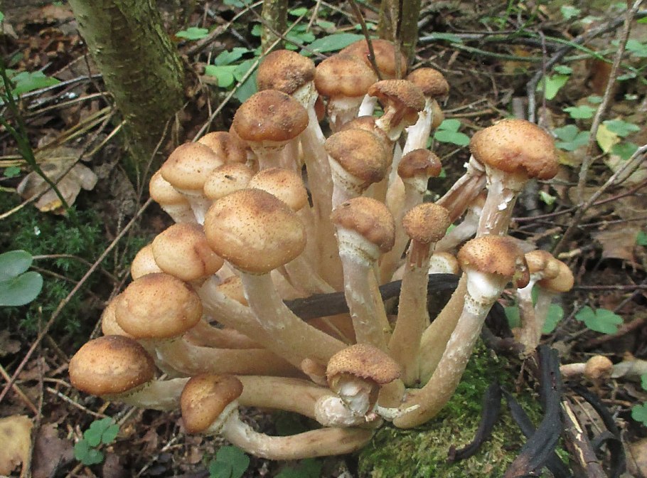 Опенок осенний (Armillaria mellea; Armillaria Borealis