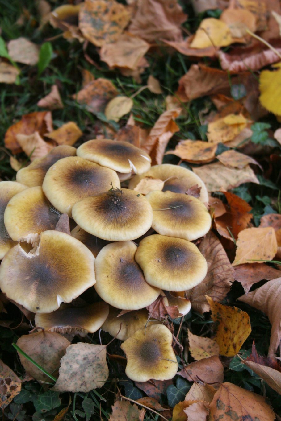 Опёнок осенний (Armillaria mellea)