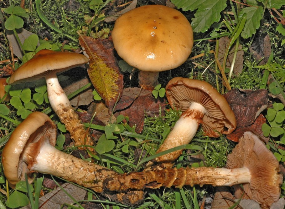 Паутинник слизевой гриб