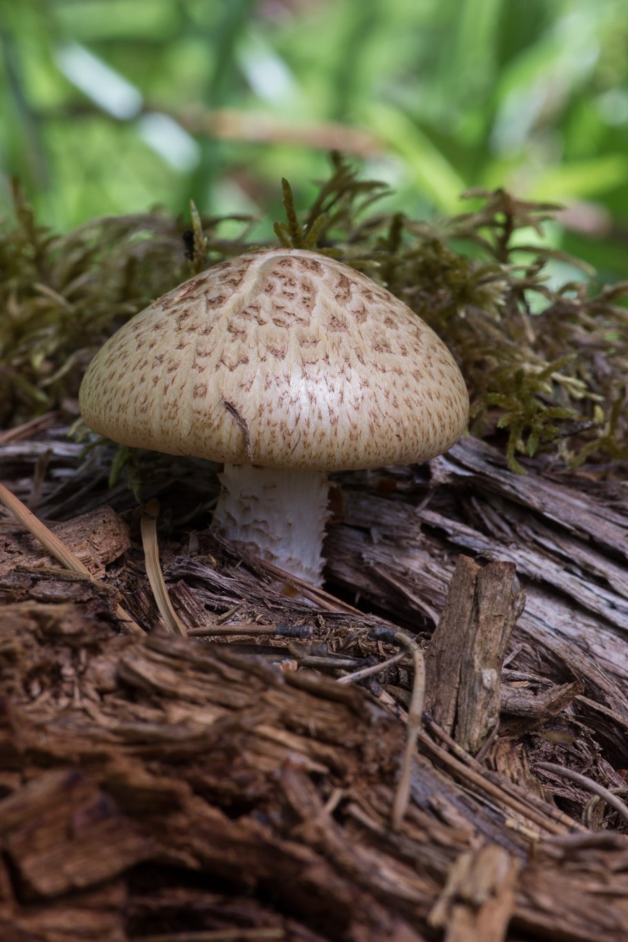 Шпальный гриб Lentinus lepideus