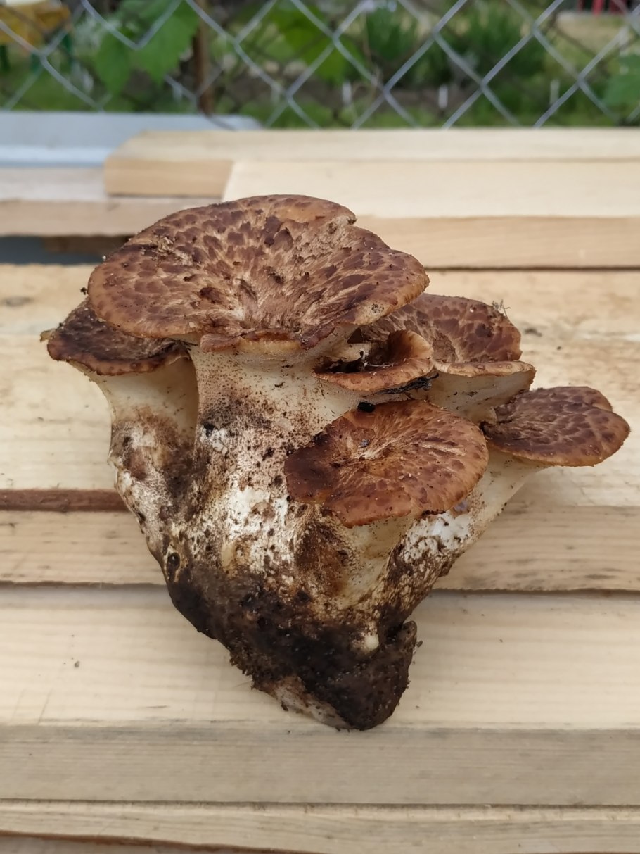 Гриб зонтик чешуйчатый