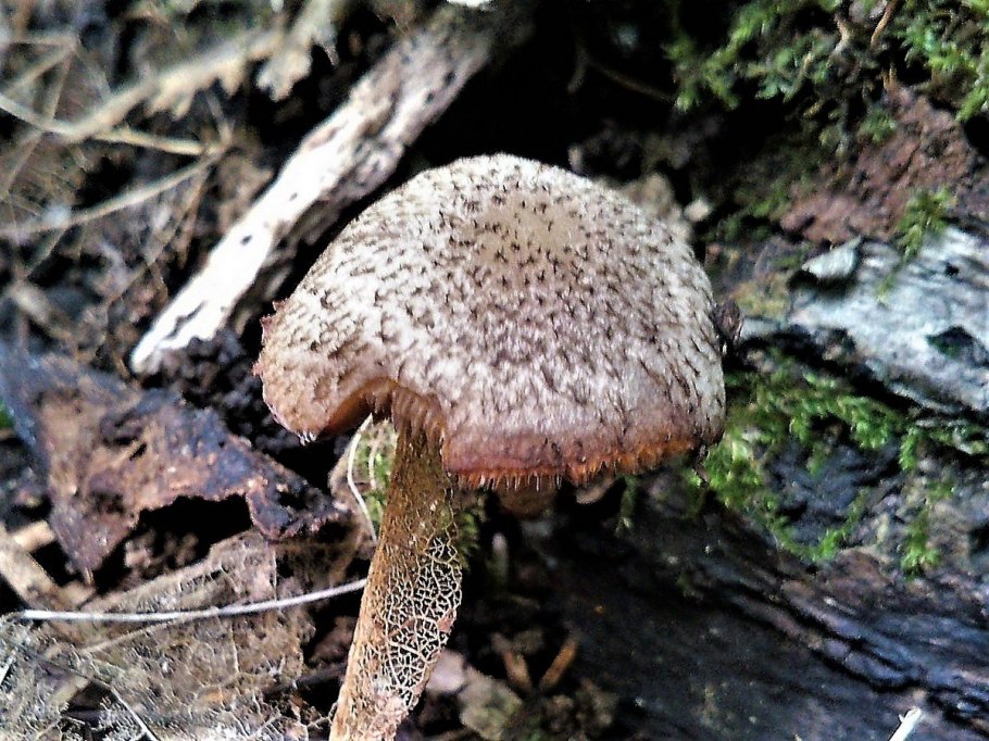 Коричневый гриб с чешуйками