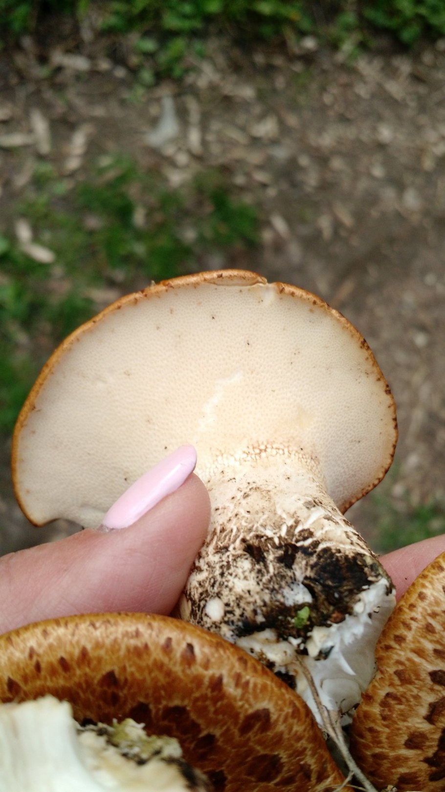 Трутовик чешуйчатый Polyporus squamosus