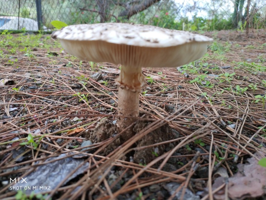 Трутовик чешуйчатый чешуйчатка