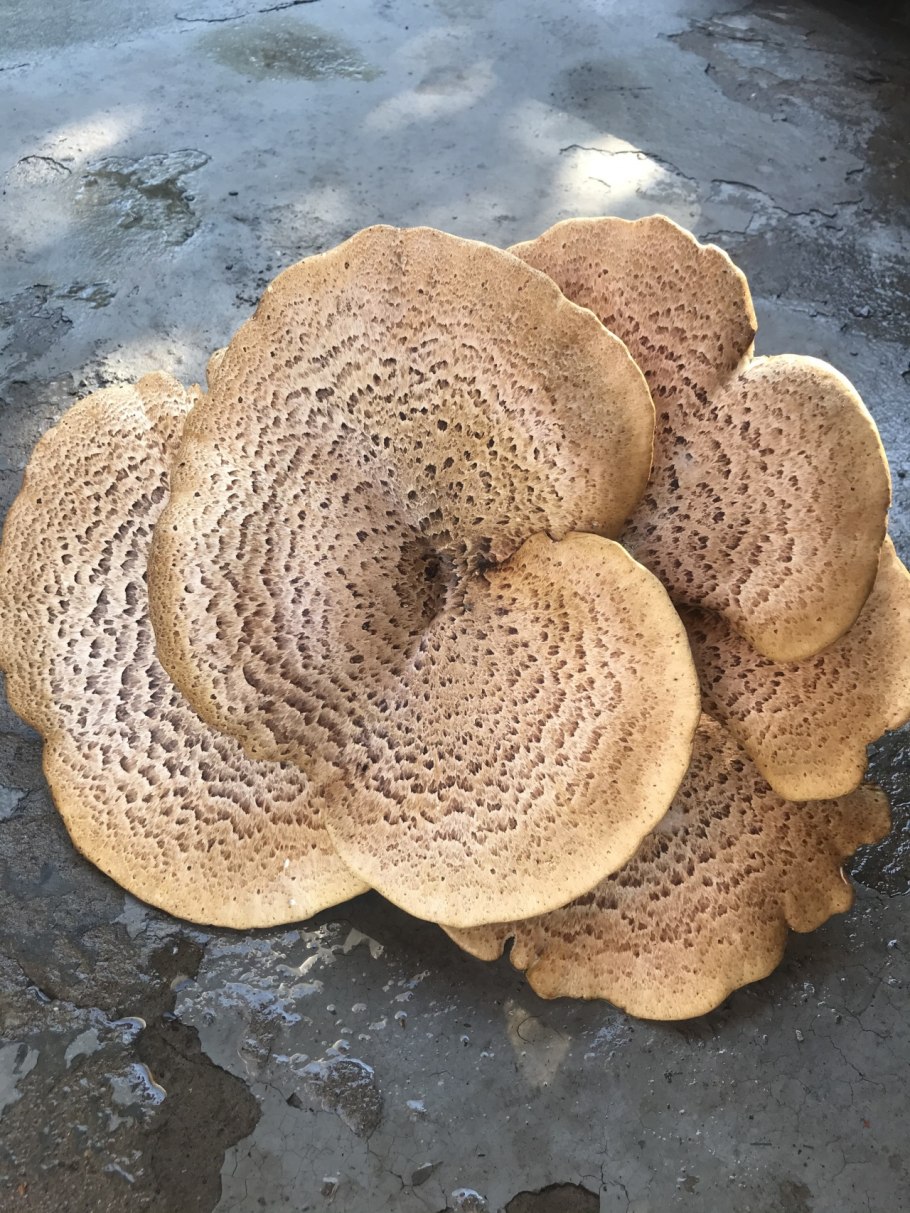 Трутовик пестрый чешуйчатый