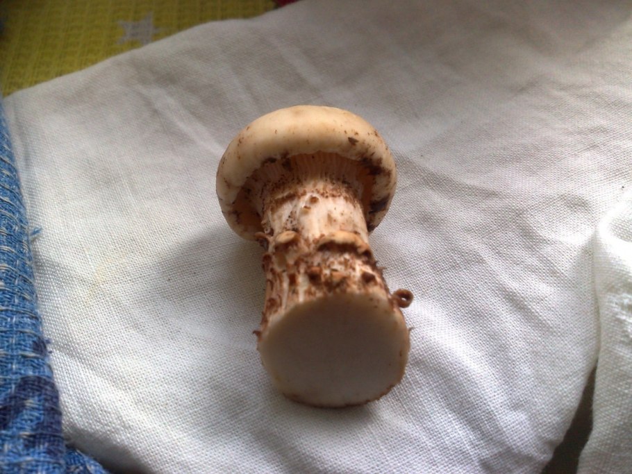 Трутовик чешуйчатый (Cerioporus squamosus)