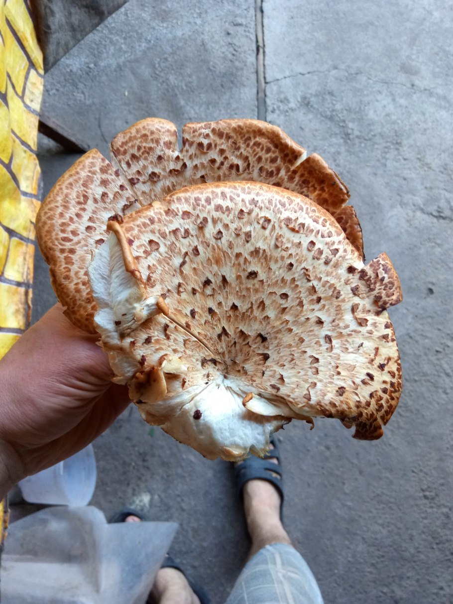 Шампиньон чешуйчатый