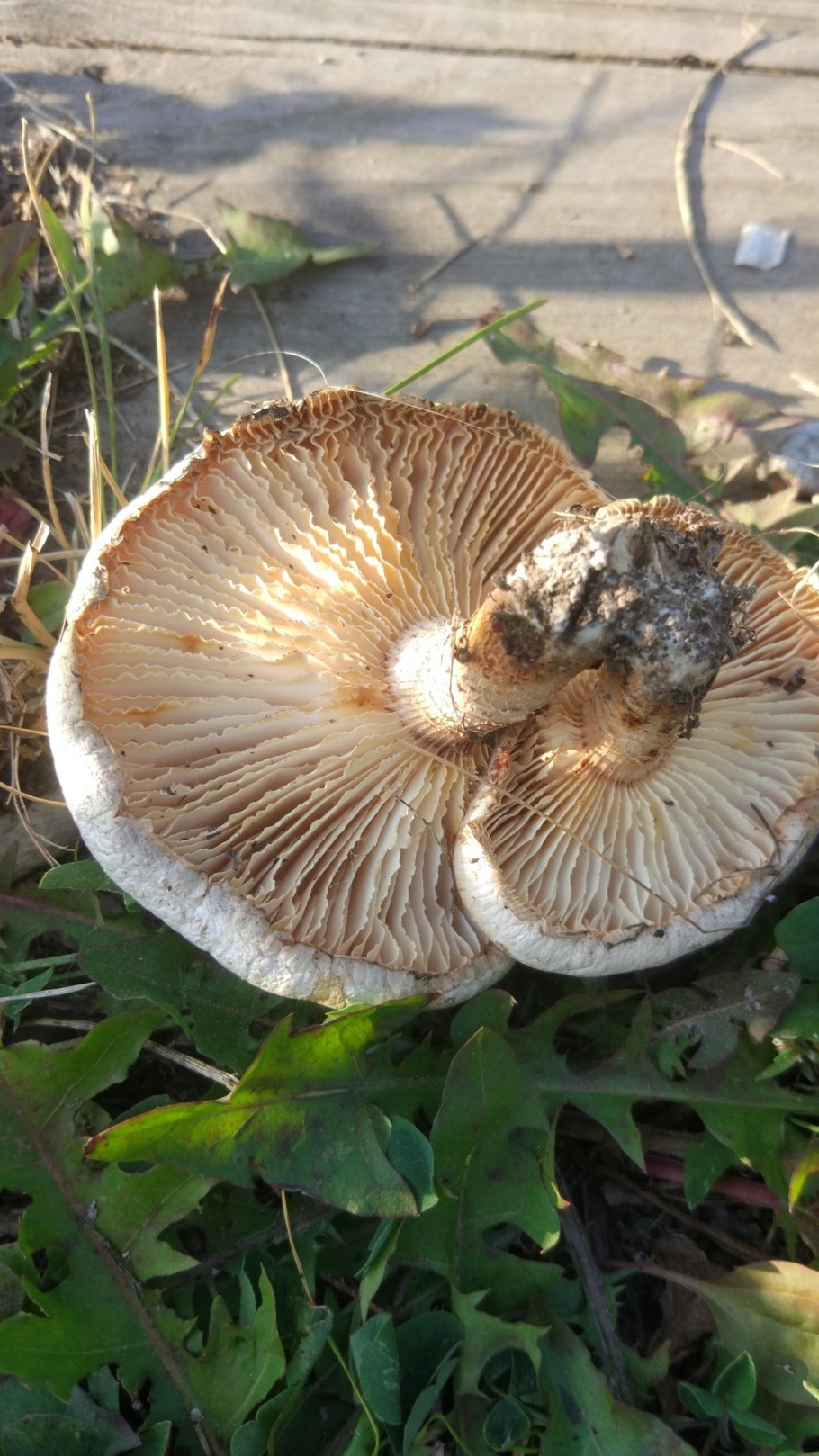 Шпальный гриб Lentinus lepideus