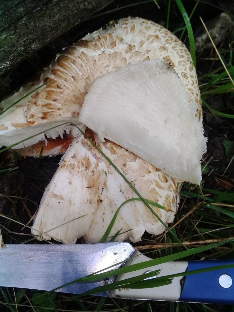 Шпальный гриб Lentinus lepideus