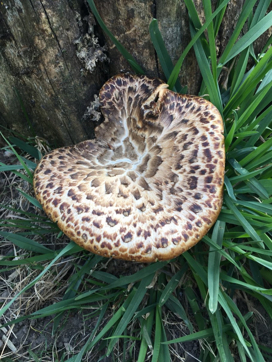 Трутовик чешуйчатый пестрец