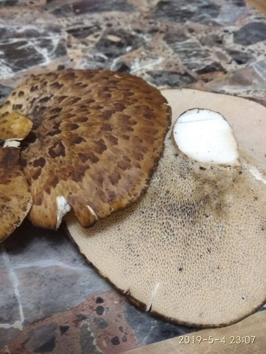 Гриб Пилолистник чешуйчатый