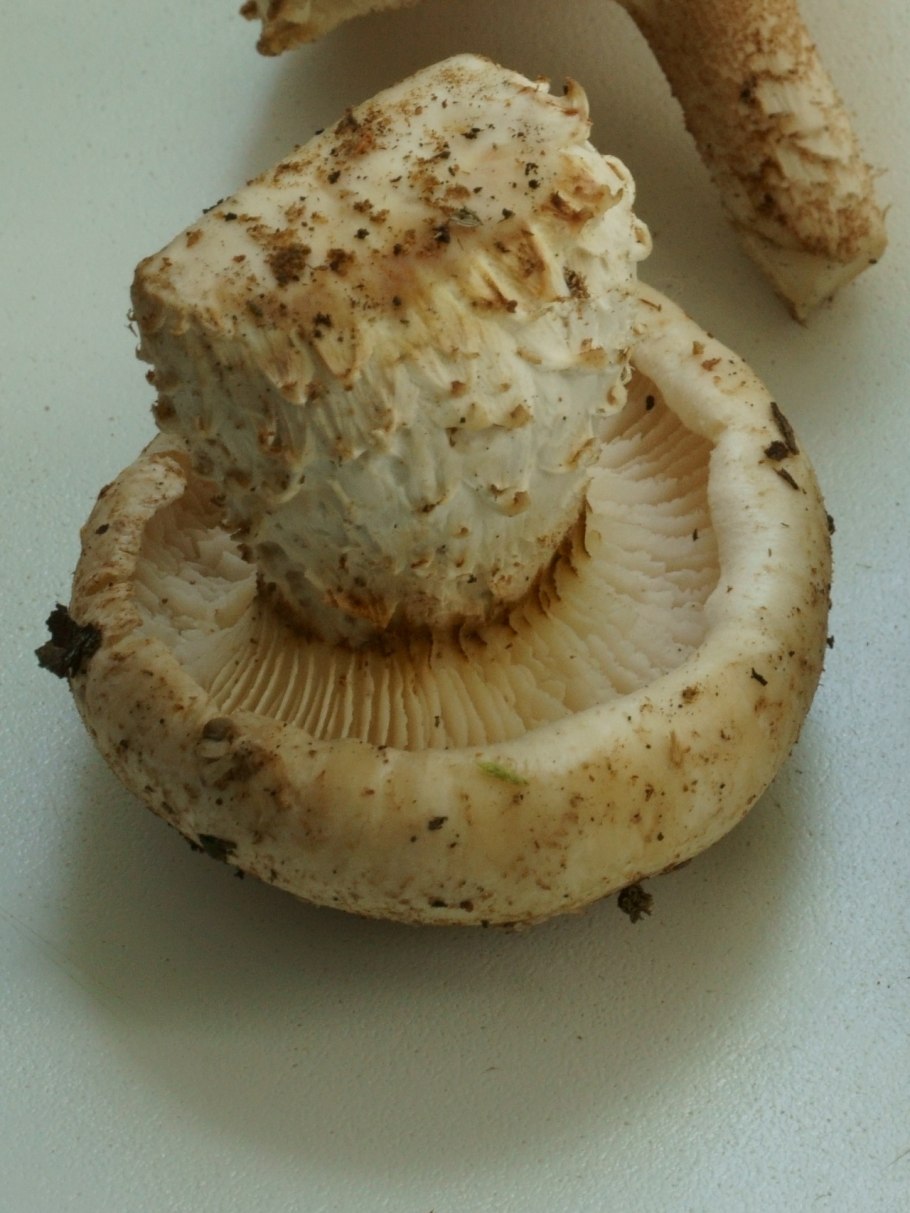 Гриб Юнона Чешуйчатая