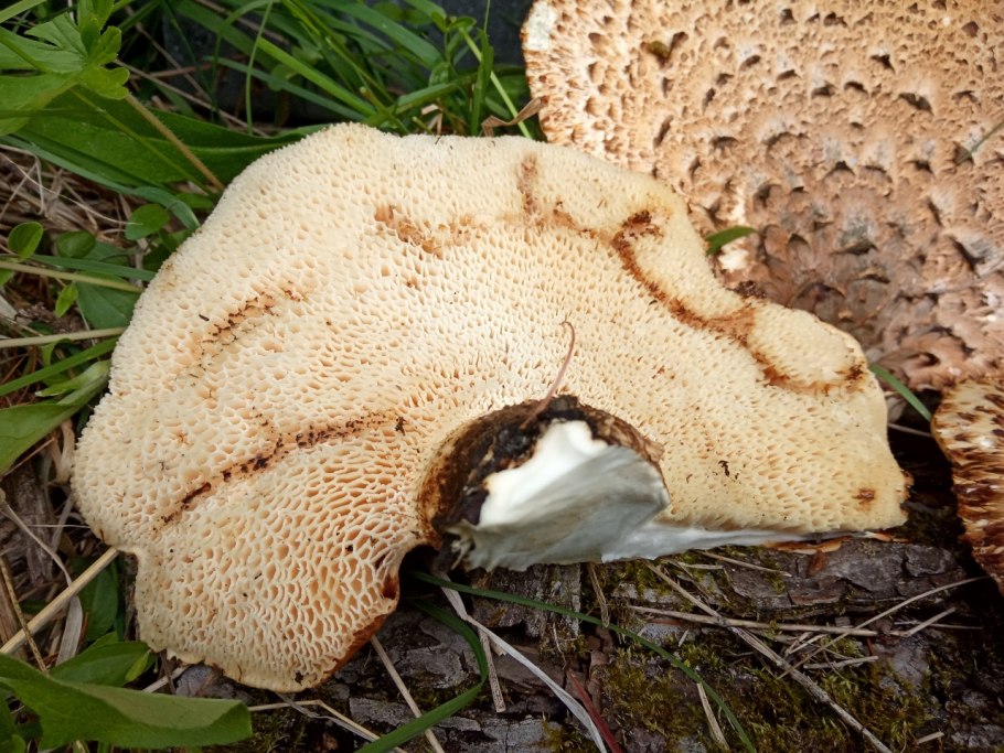 Трутовик чешуйчатый чешуйчатка
