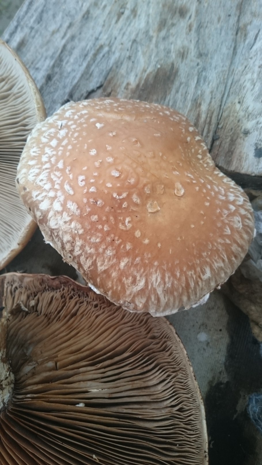 Гриб трутовик чешуйчатый