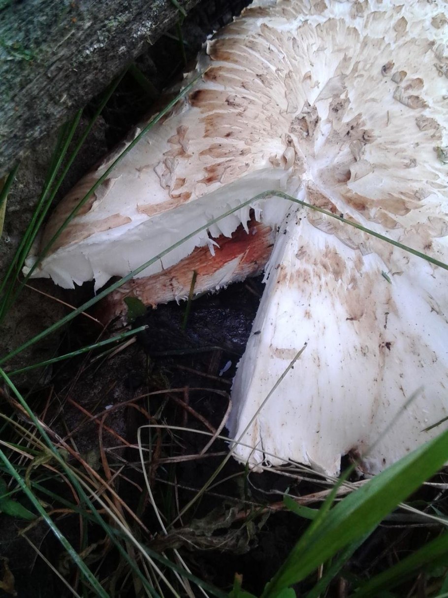 Трутовик чешуйчатый Polyporus squamosus