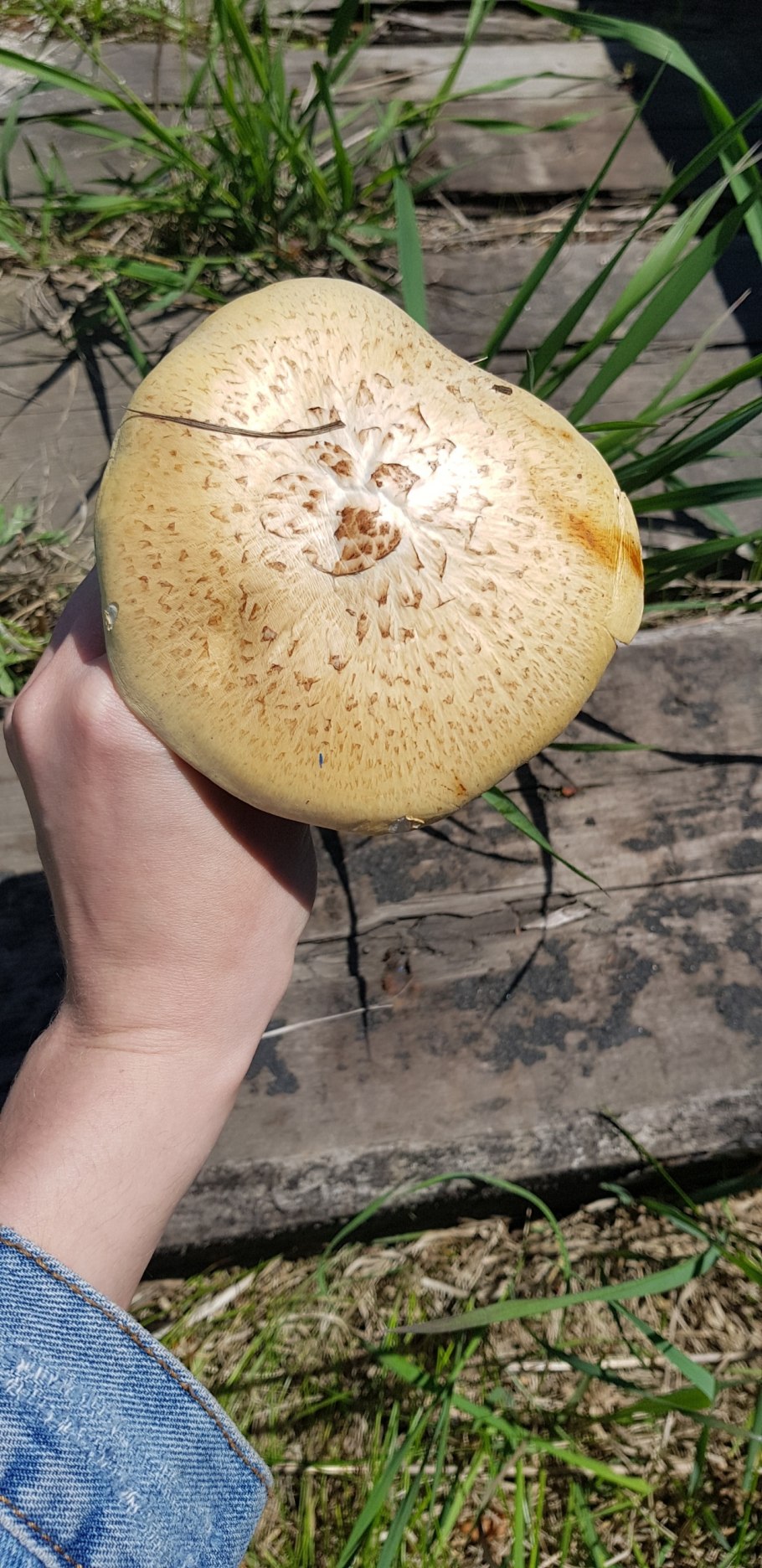 Пилолистник чешуйчатый