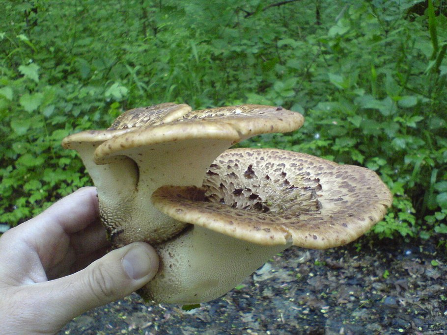 Шпальный гриб Lentinus lepideus