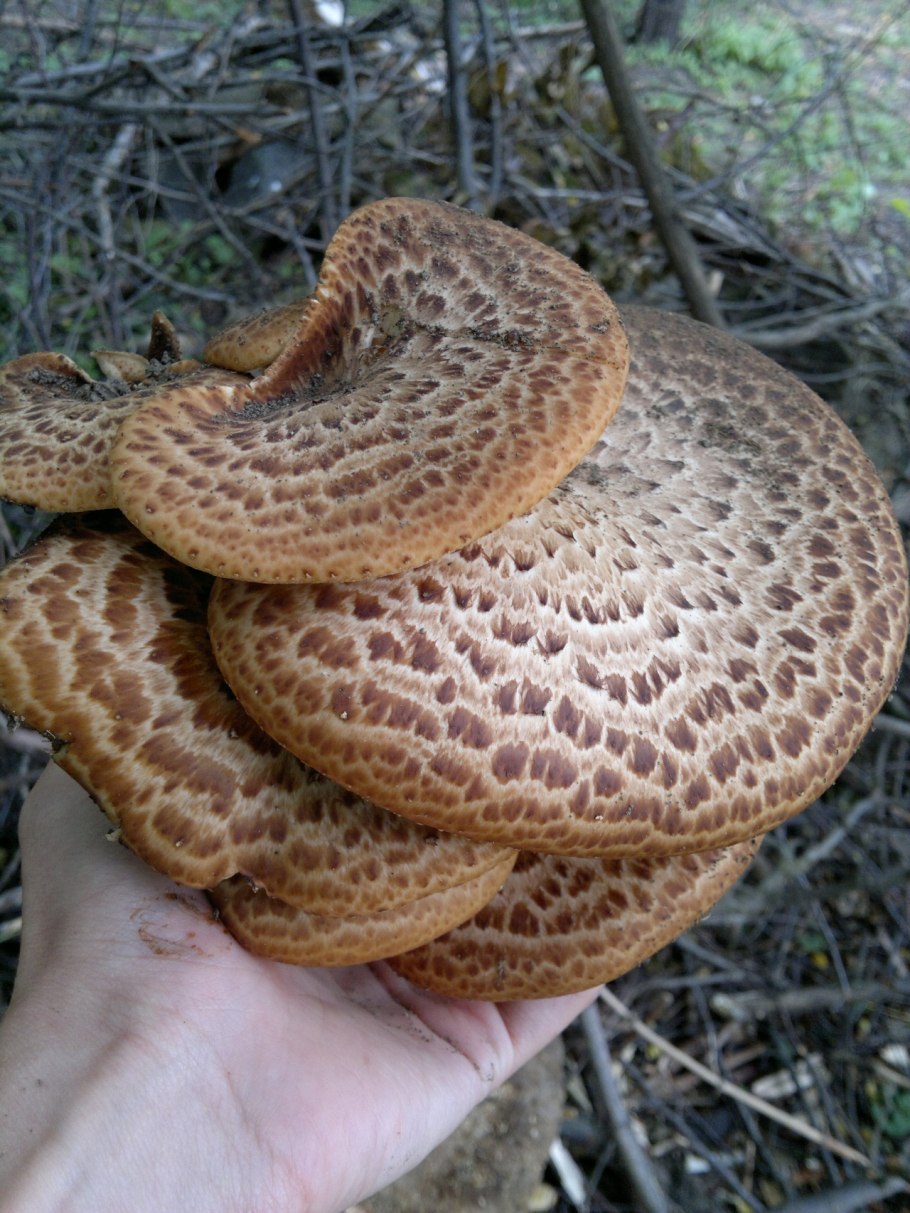 Пластинчатые грибы с чешуйками