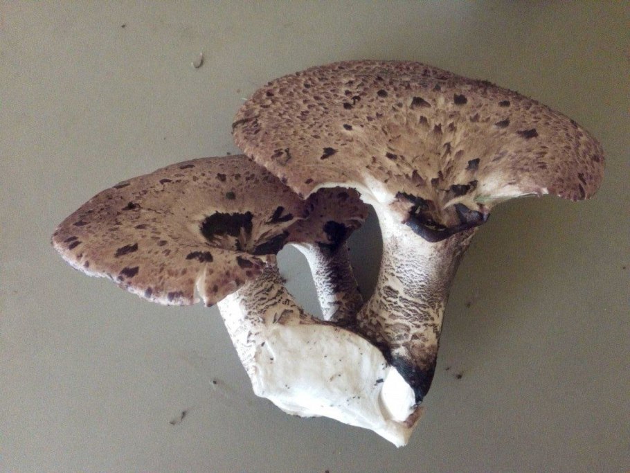 Гриб паутинник чешуйчатый