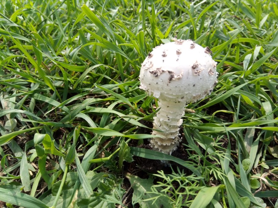 Ножка гриба