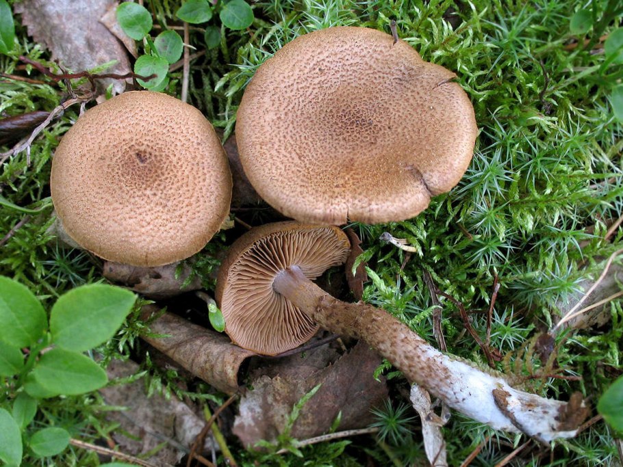 Трутень чешуйчатый гриб