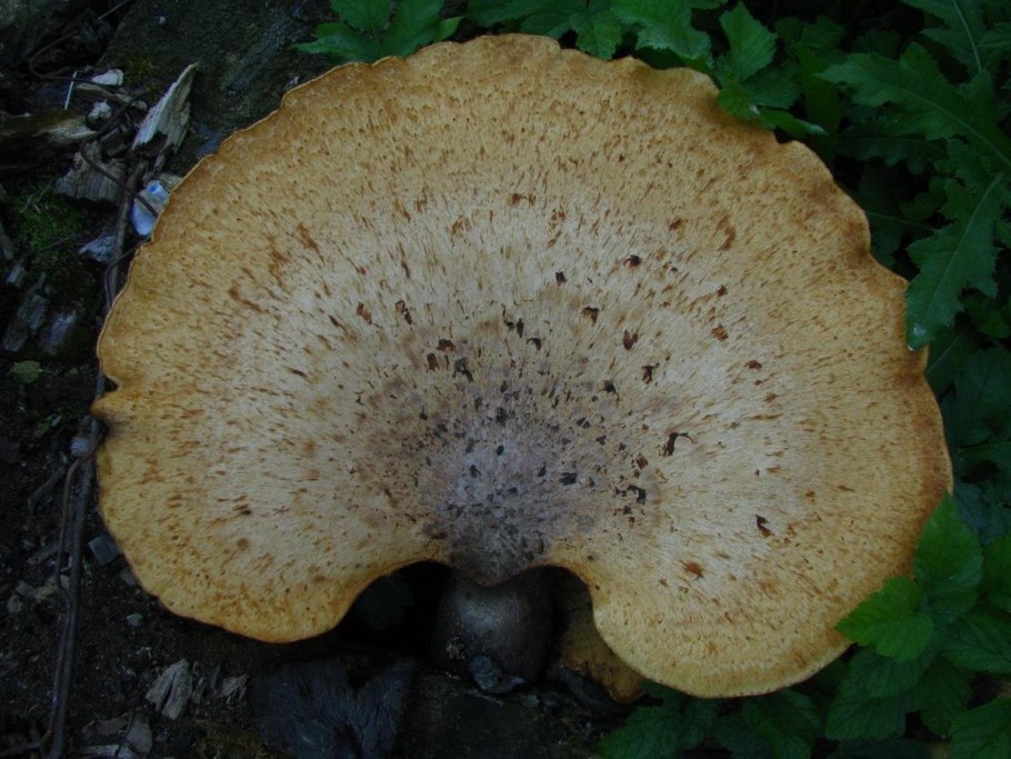 Шпальный гриб Lentinus lepideus