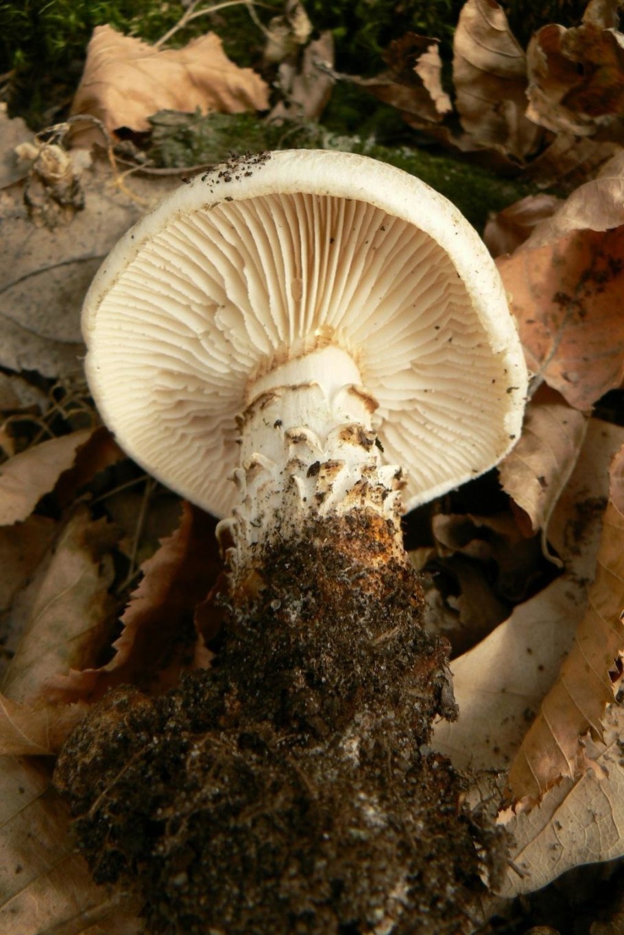 Лепиота коричнево-красная Lepiota brunneoincarnata