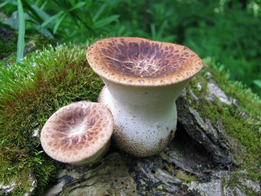 Трутовик чешуйчатый cerioporus squamosus