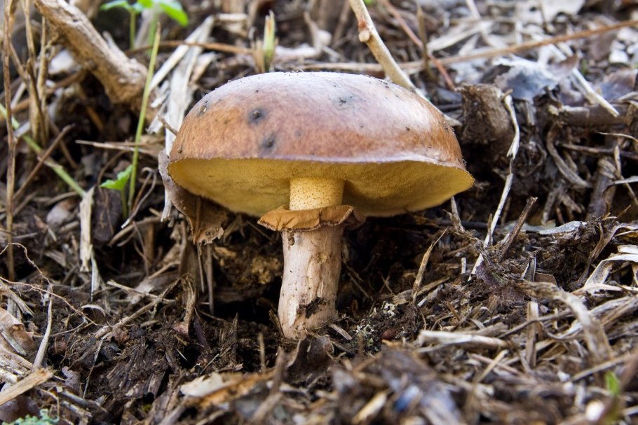 Млечник обыкновенный (Lactarius trivialis)