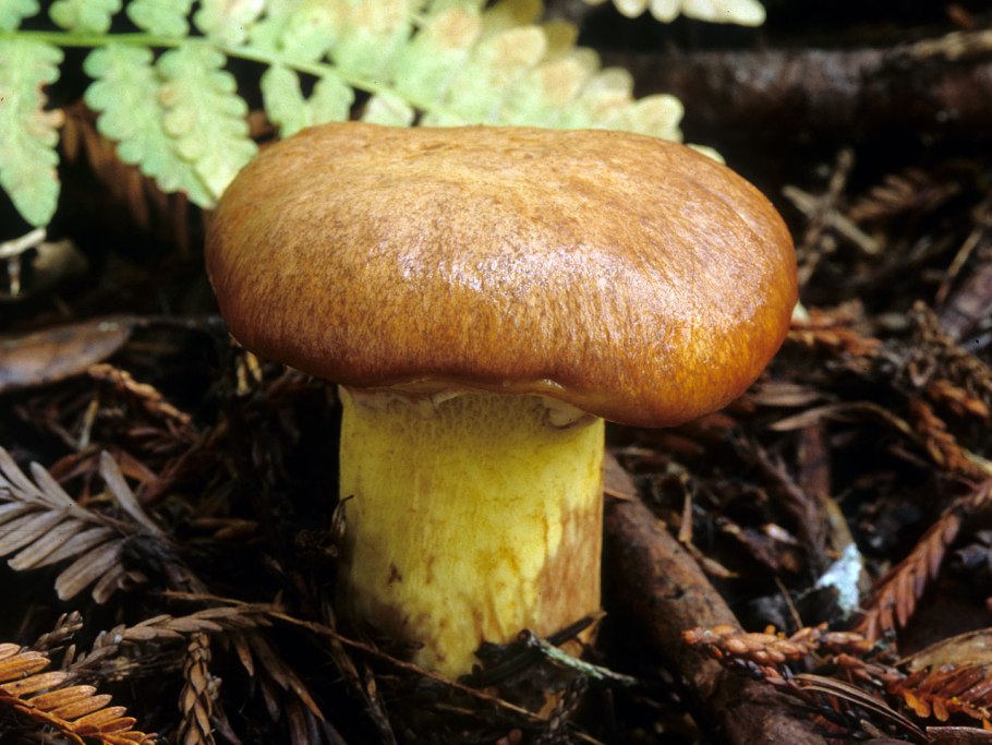 Маслёнок настоящий Suillus luteus