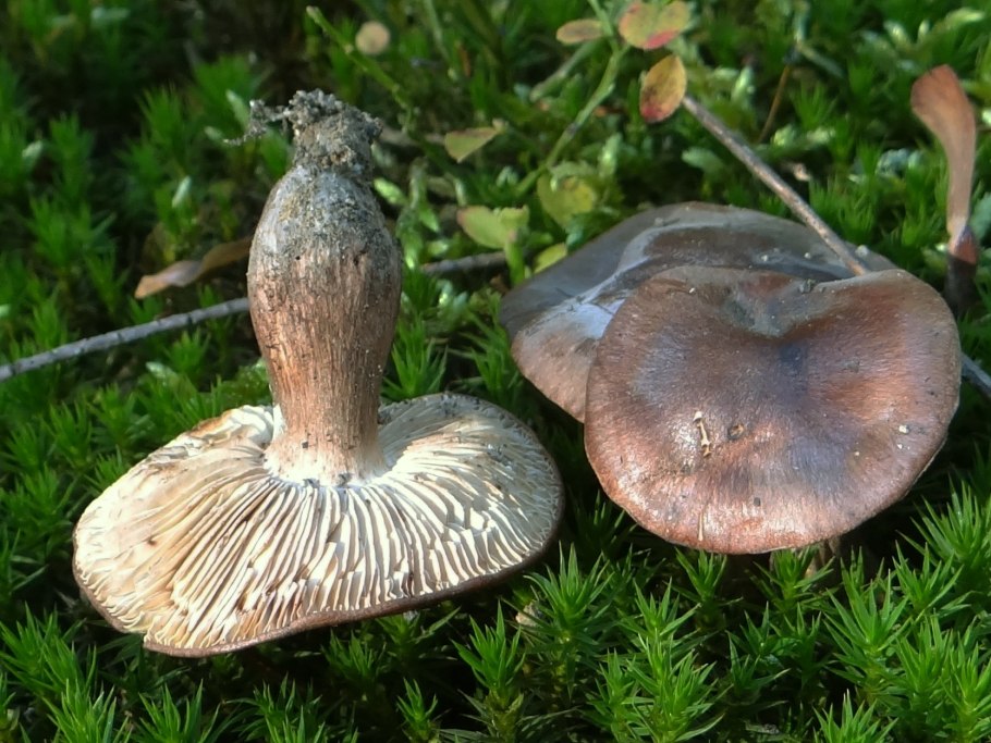 Гриб Suillus luteus