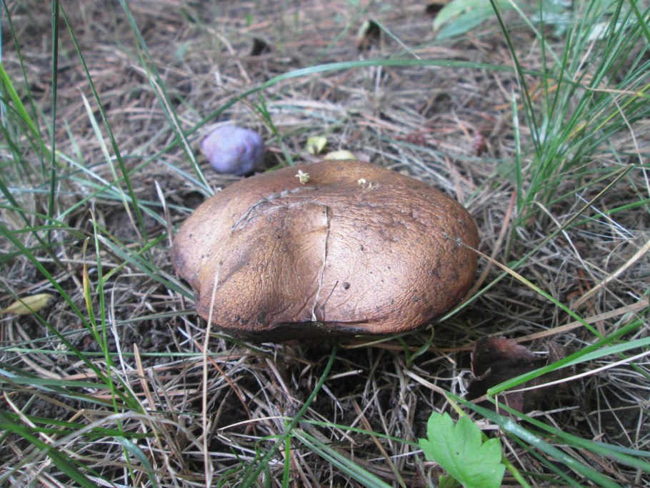 Масленок зернистый летний Suillus granulatus