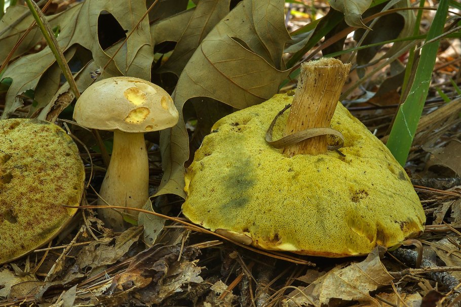 Boletus pallidus