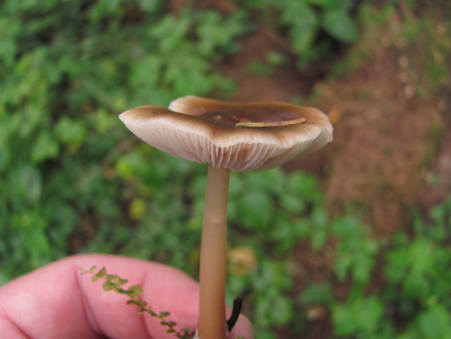 Коллибия масляная