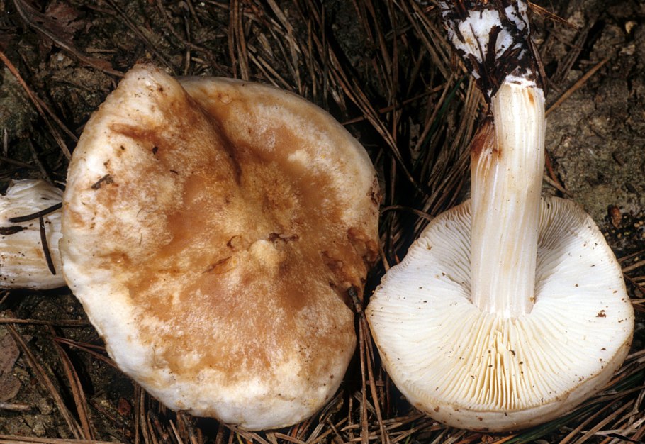Коллибия маслянистая Collybia butyracea