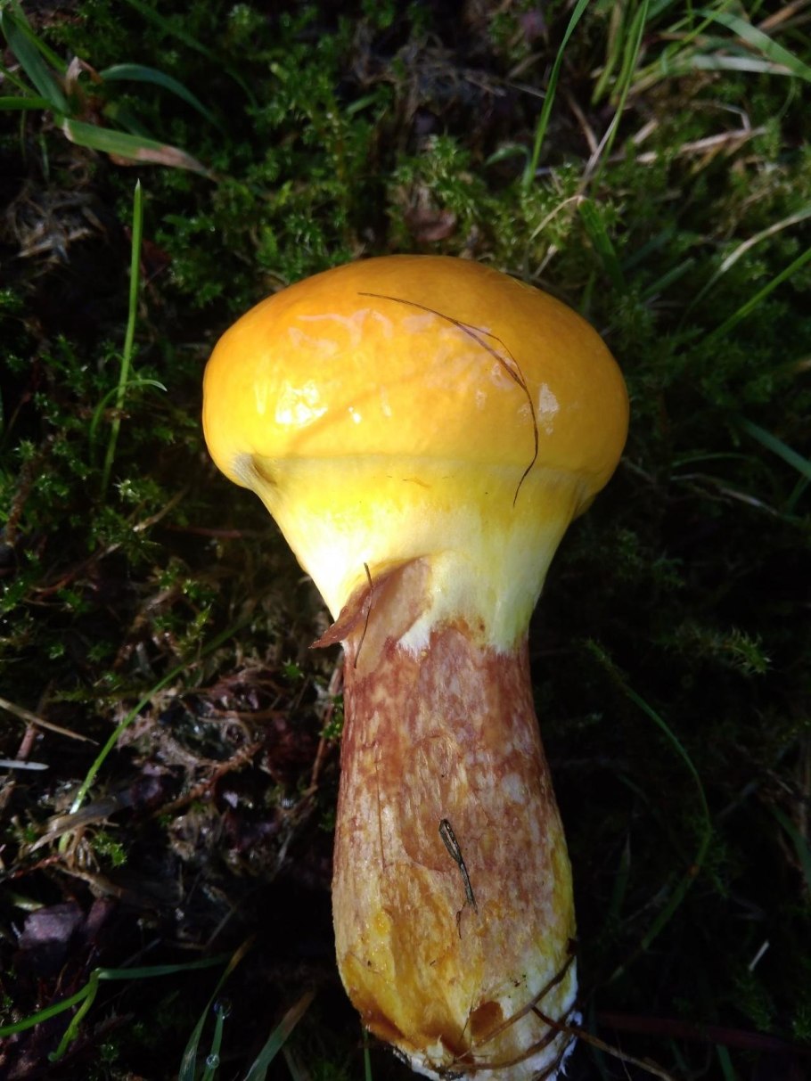 Рядовка рядовка надломленная (Tricholoma batschii)