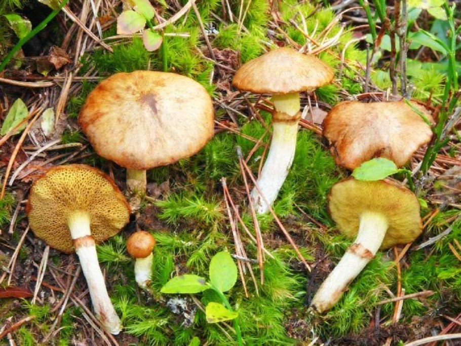 Suillus salmonicolor