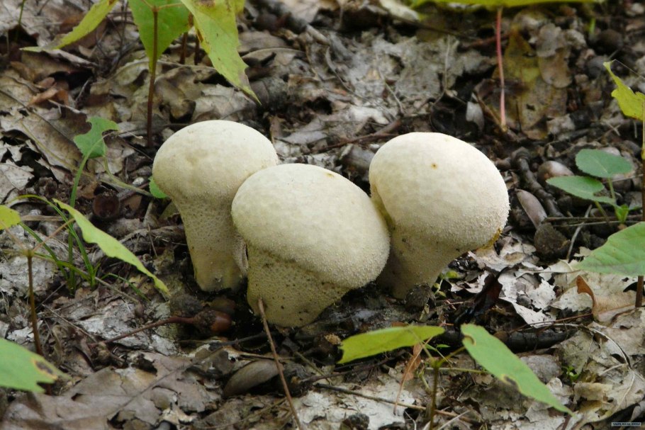 Гриб дождевик шиповатый съедобный