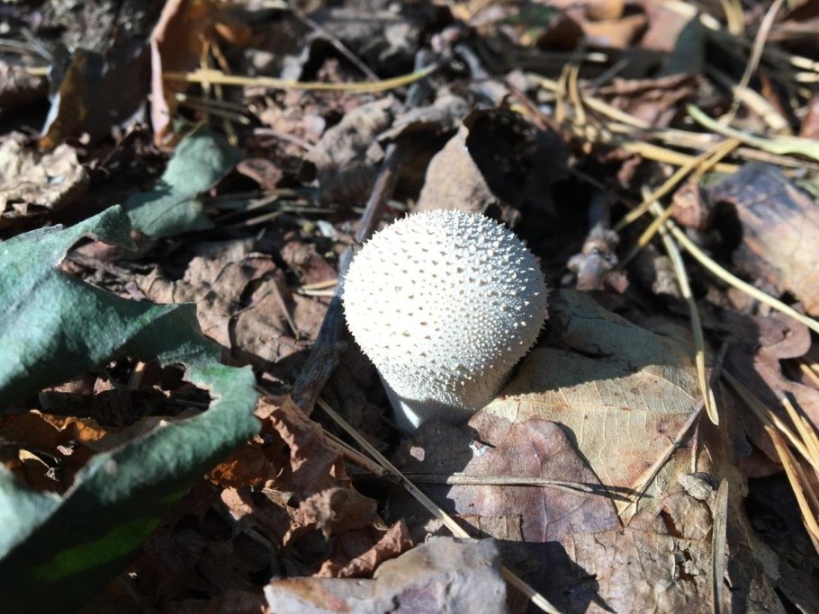 Дождевик Дымовик