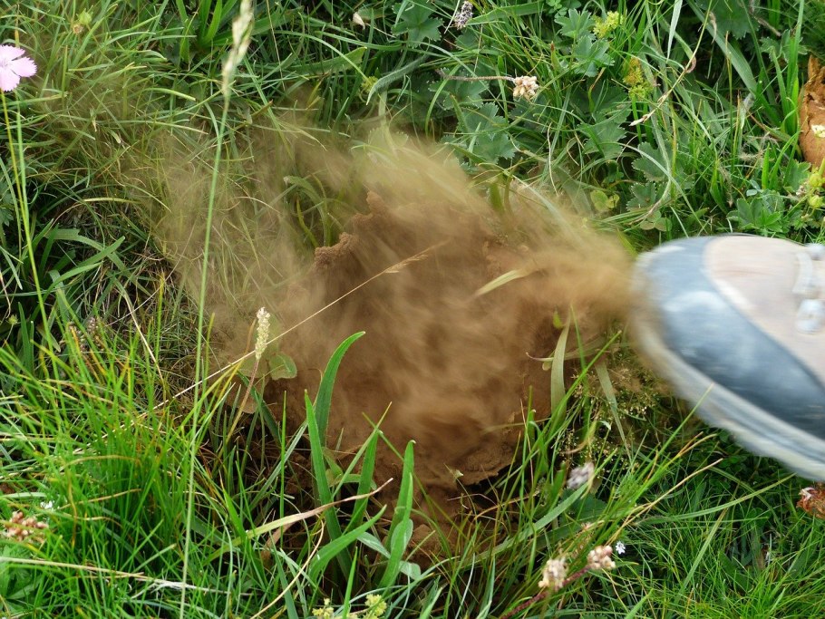 Гриб дождевик Дедушкин табак