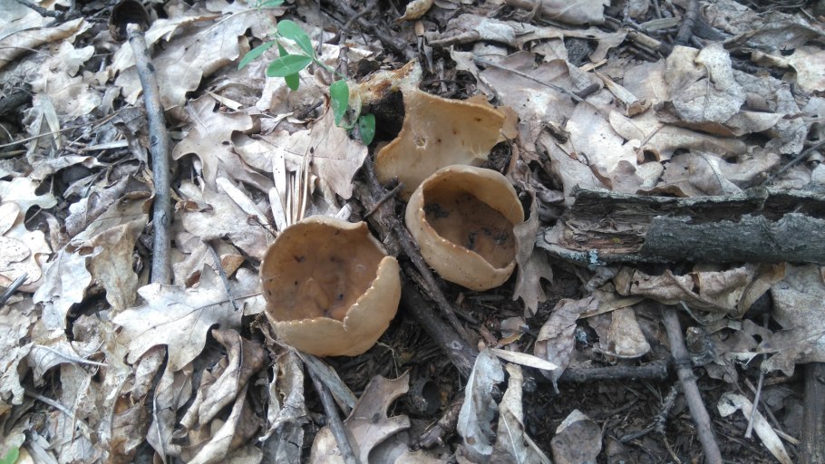 Гриб который взрывается