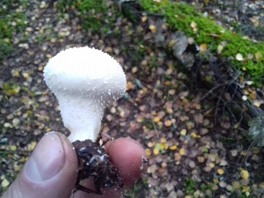 Дождевик гриб в разрезе