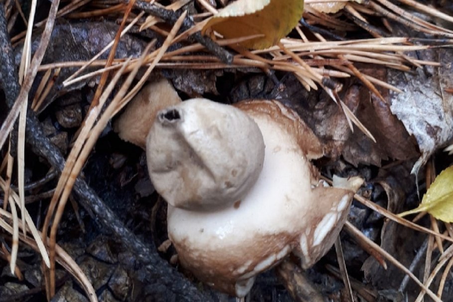 Гриб Пыхтун